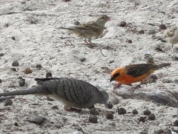 Lagon de Saint Gilles